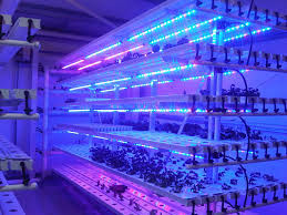 Leuchtstoffanlage des Gewächshauses T5 LED wachsen Lichter für Kopfsalat, Kohl